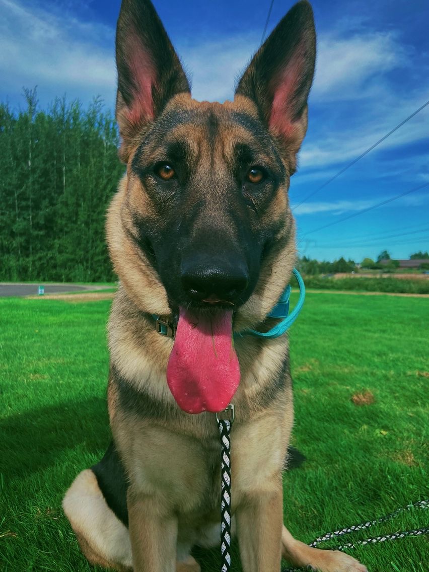 Image of Asia (German Shep.), Lost Dog