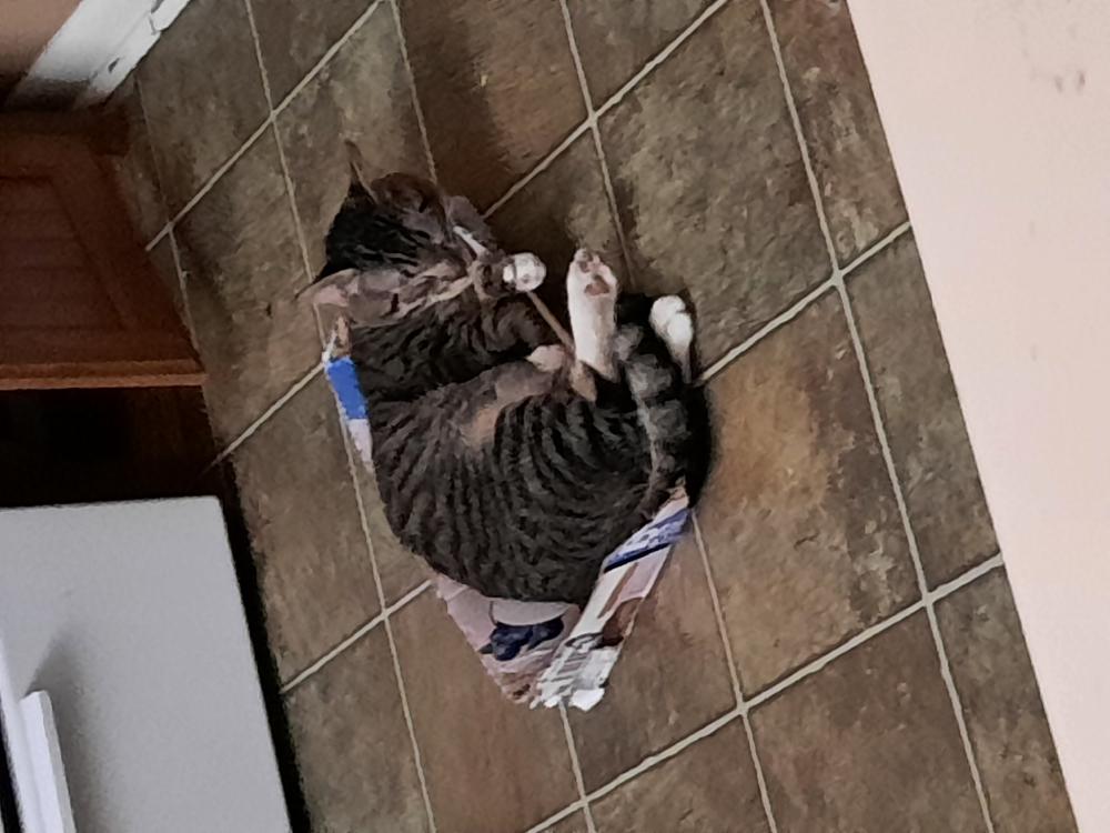 Image of Biscuits, Lost Cat