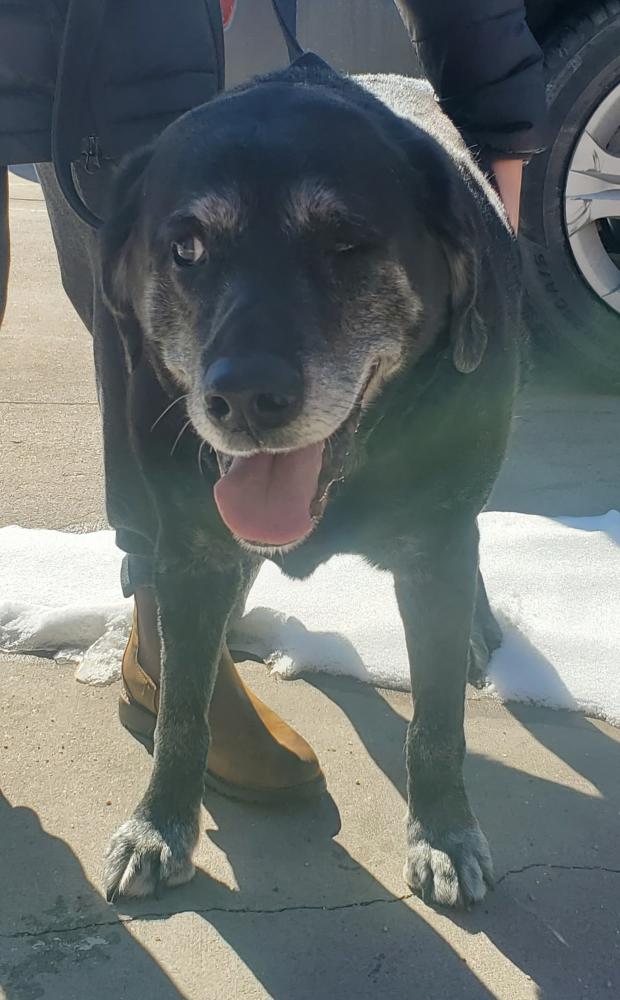 Image of No Tags, Found Dog