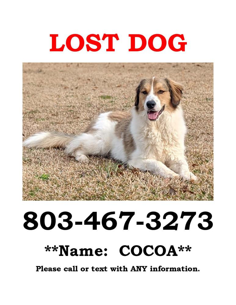 Image of Cocoa, Lost Dog