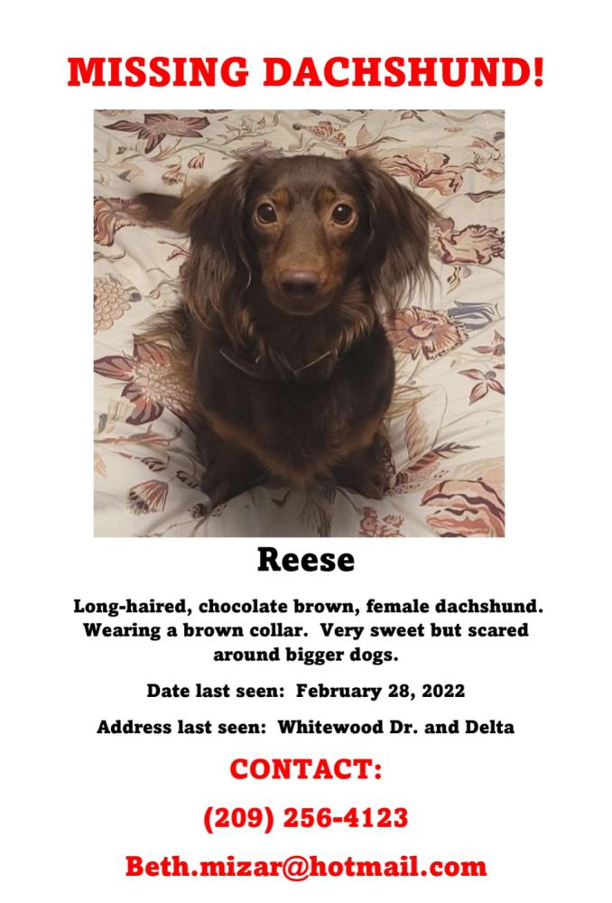 Image of Reese, Lost Dog