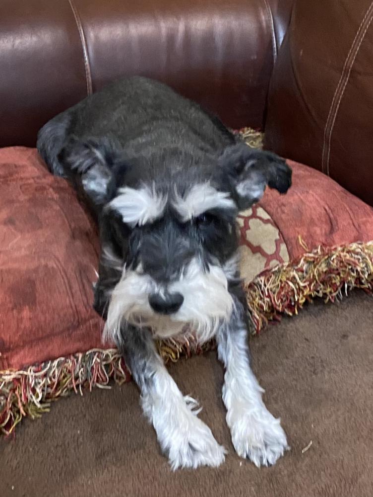 why does my schnauzer stink