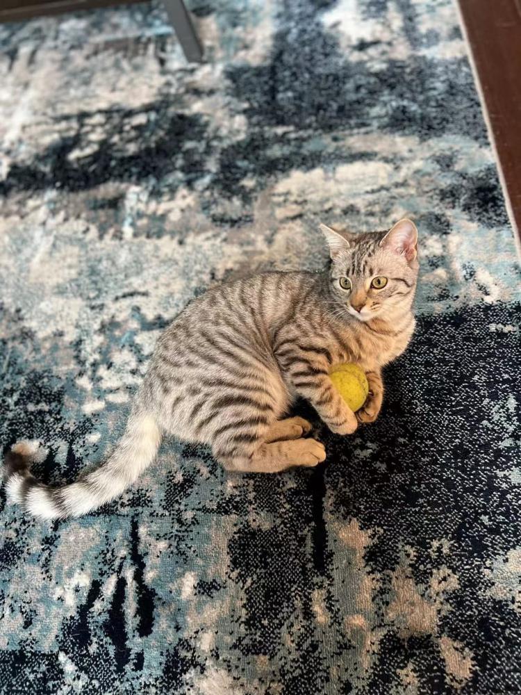 Image of Vega, Lost Cat