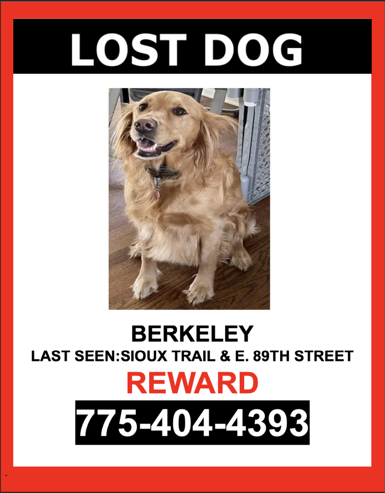 Image of Berkeley, Lost Dog