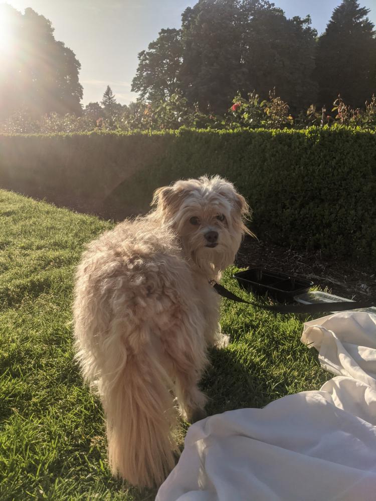 Image of Dolce, Lost Dog
