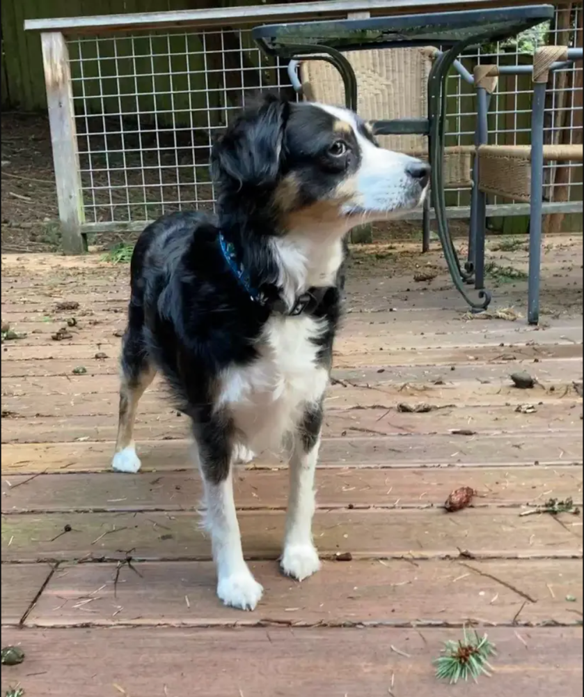 Image of Puffin, Lost Dog