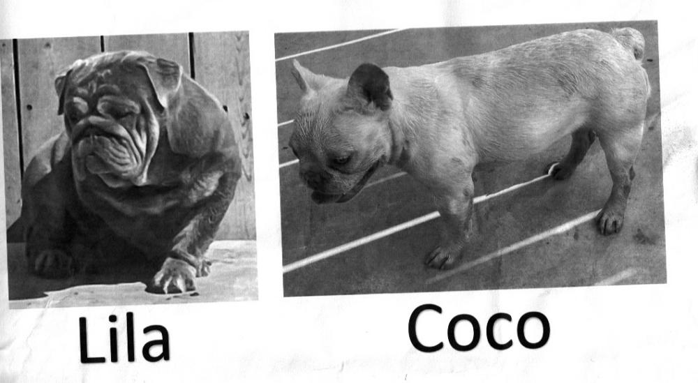 Image of Coco & Lila, Lost Dog