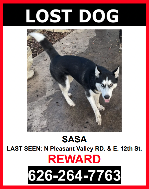 Image of Sasa, Lost Dog