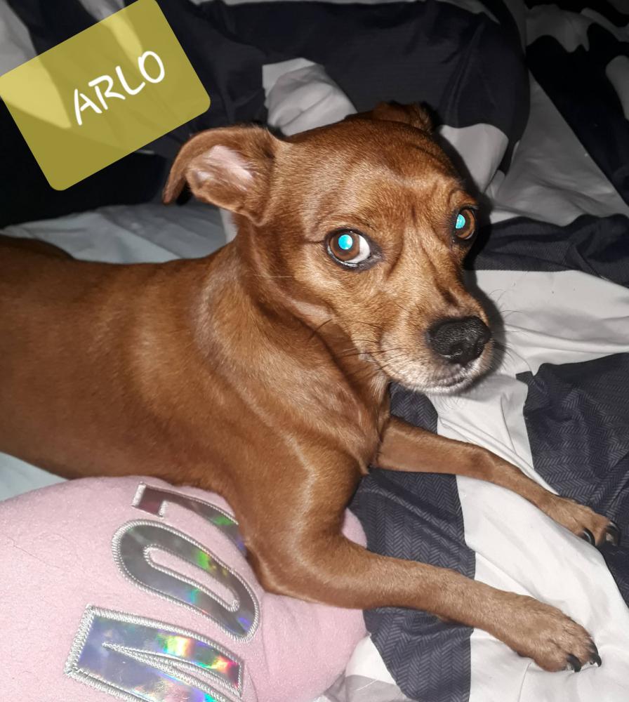 Image of Arlo, Lost Dog