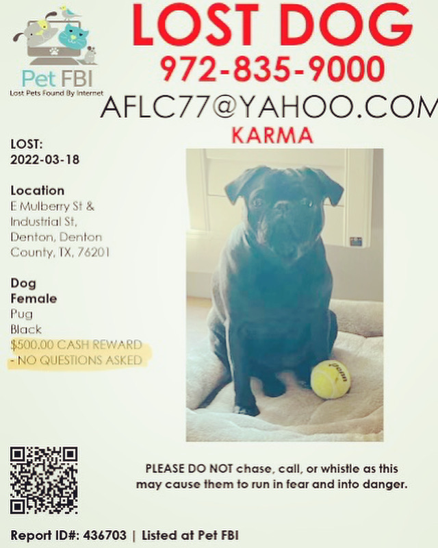Image of Karma, Lost Dog