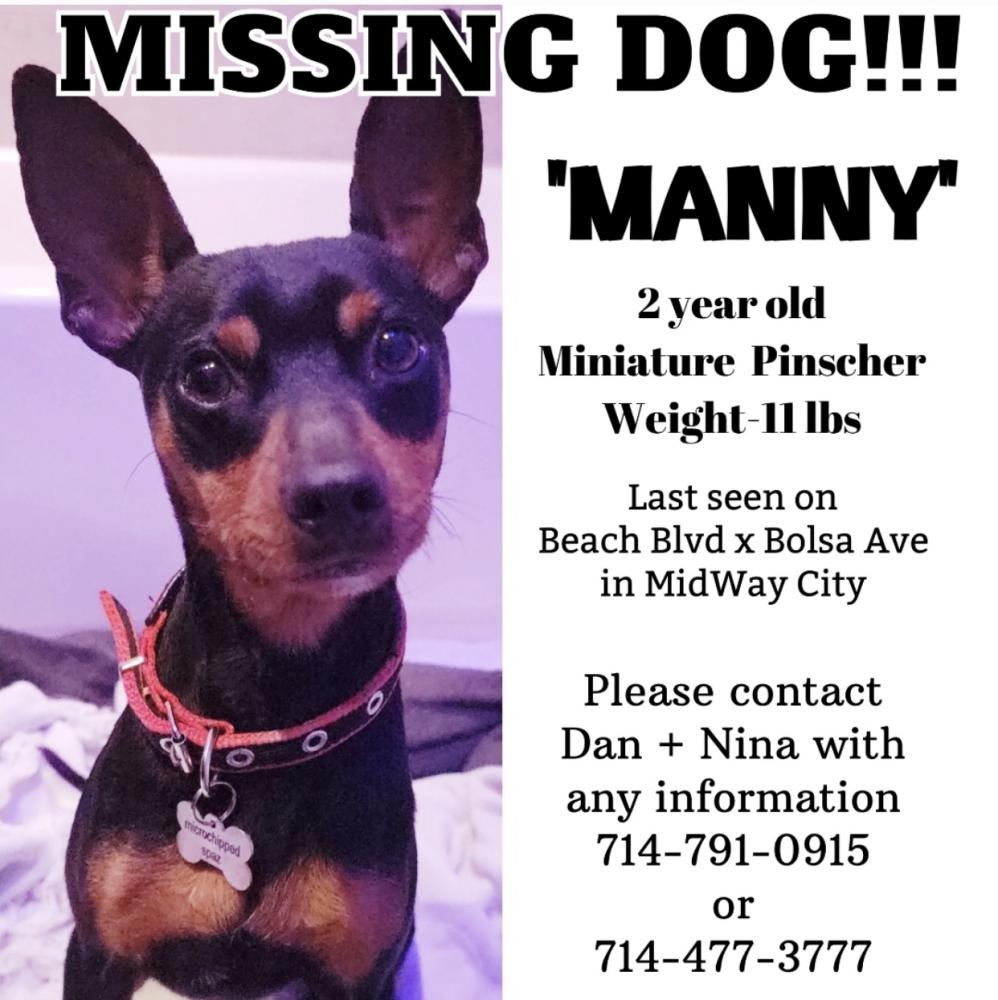 Image of manny, Lost Dog