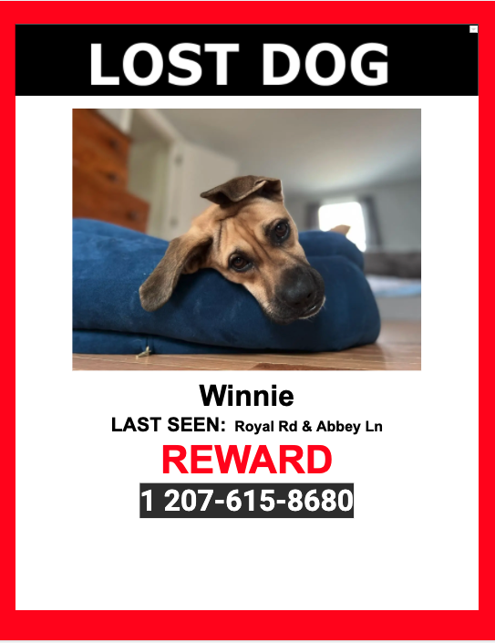 Image of Winnie, Lost Dog