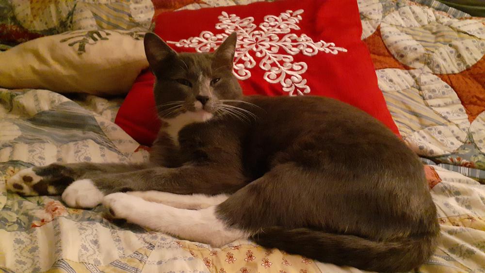 Image of Smoky, Lost Cat