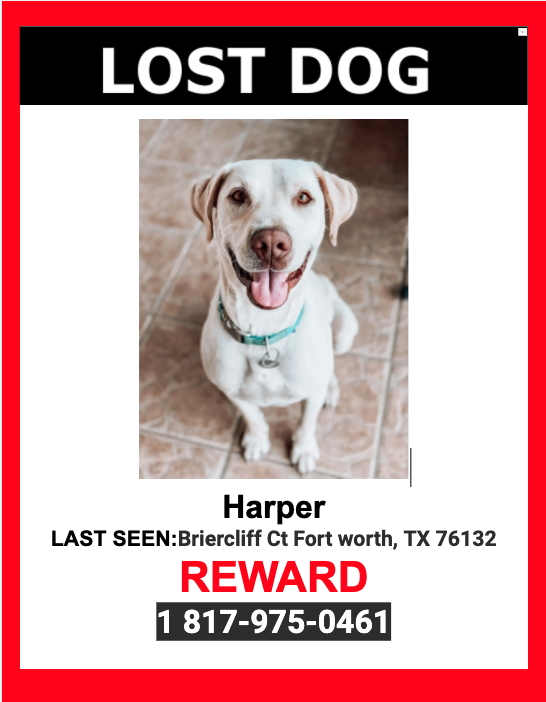 Image of Harper, Lost Dog