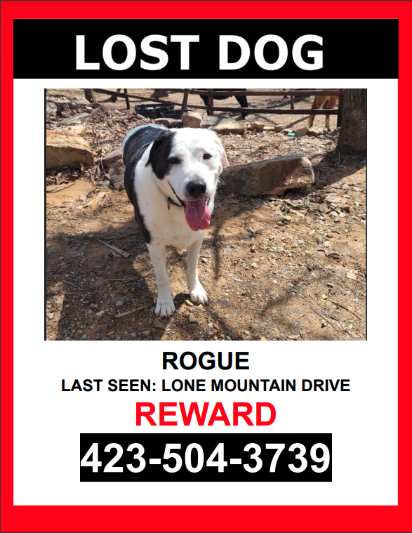 Image of Rogue, Lost Dog