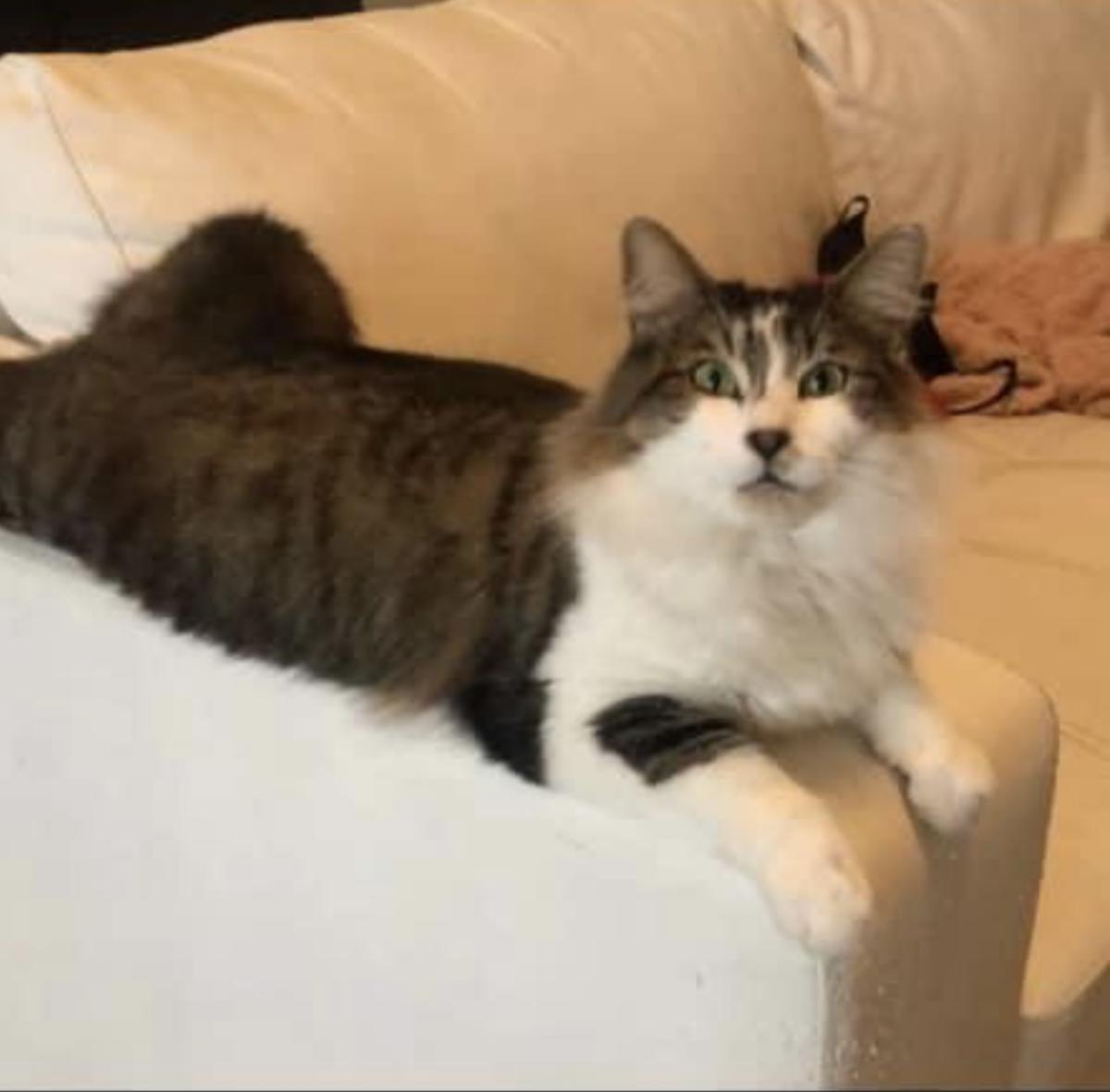 Image of OLIVER/ DOODLE, Lost Cat