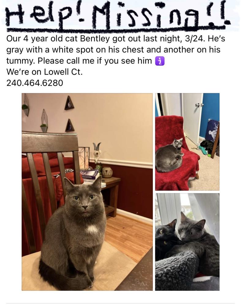Image of Bentley, Lost Cat