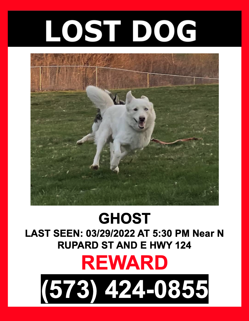 Image of Ghost, Lost Dog