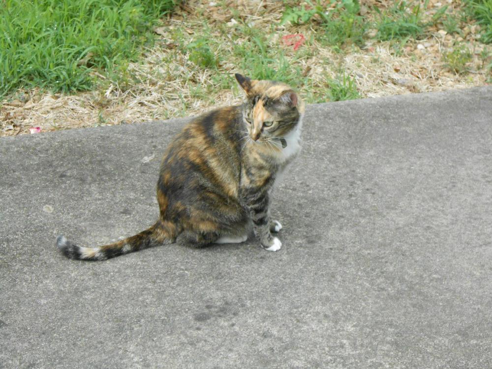 Image of Miss Hazel, Lost Cat
