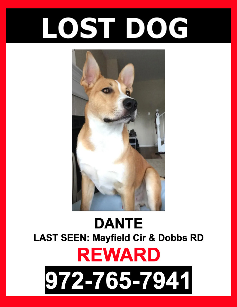 Image of Dante, Lost Dog