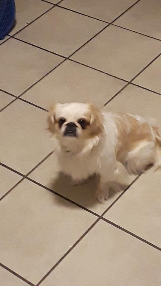 Image of Louise, Lost Dog