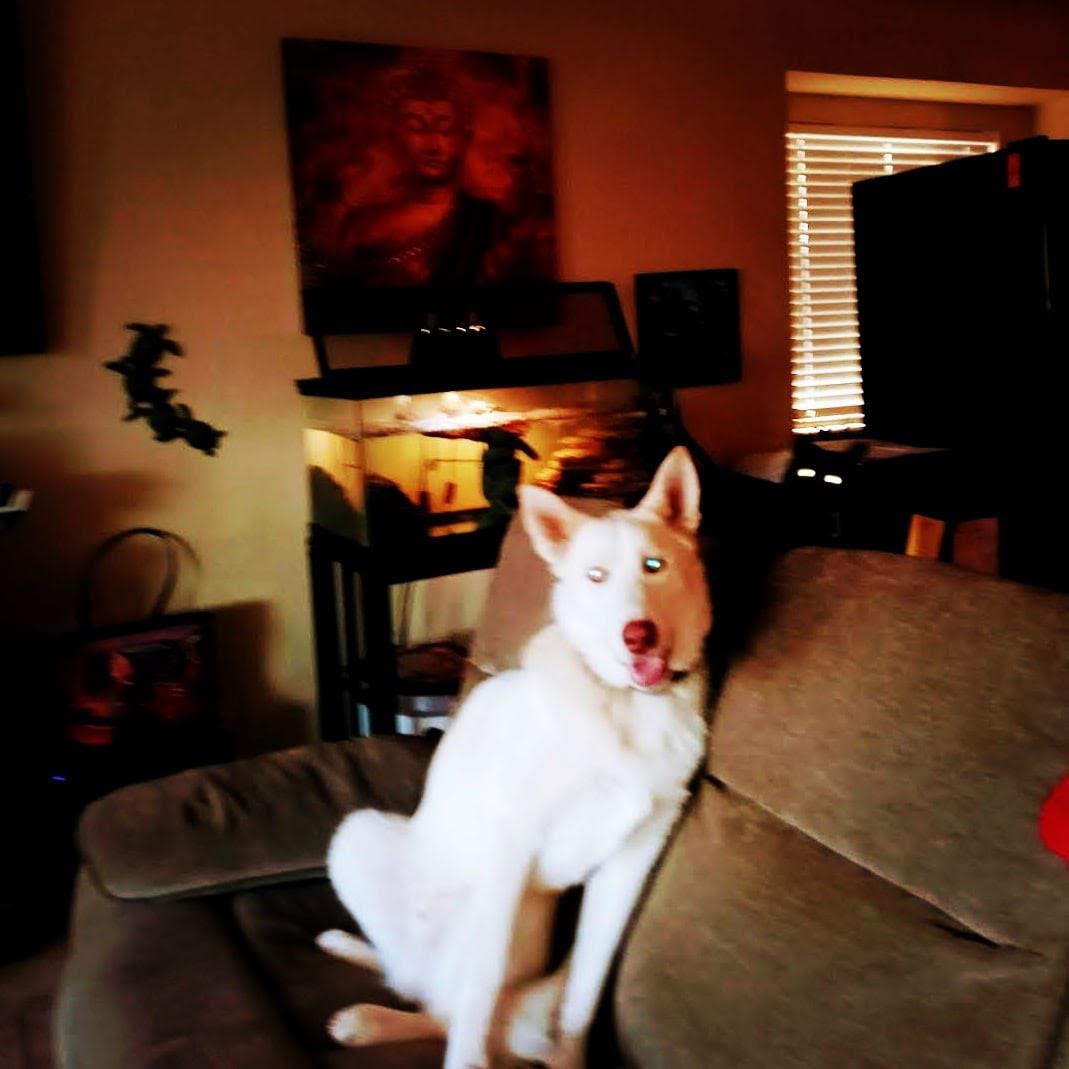 Image of Huero & Max, Lost Dog