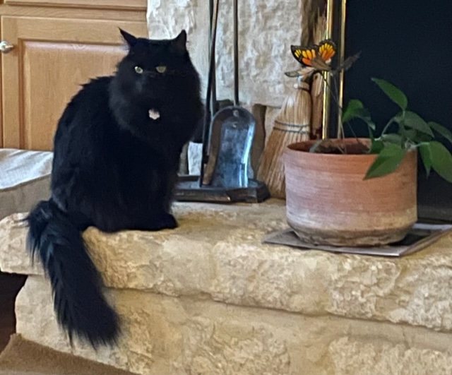 Image of Blackie, Lost Cat