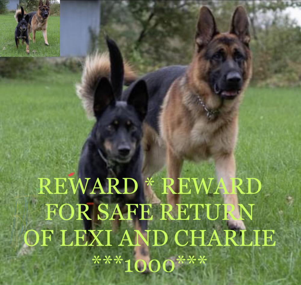 Image of Lexi and Charlie, Lost Dog