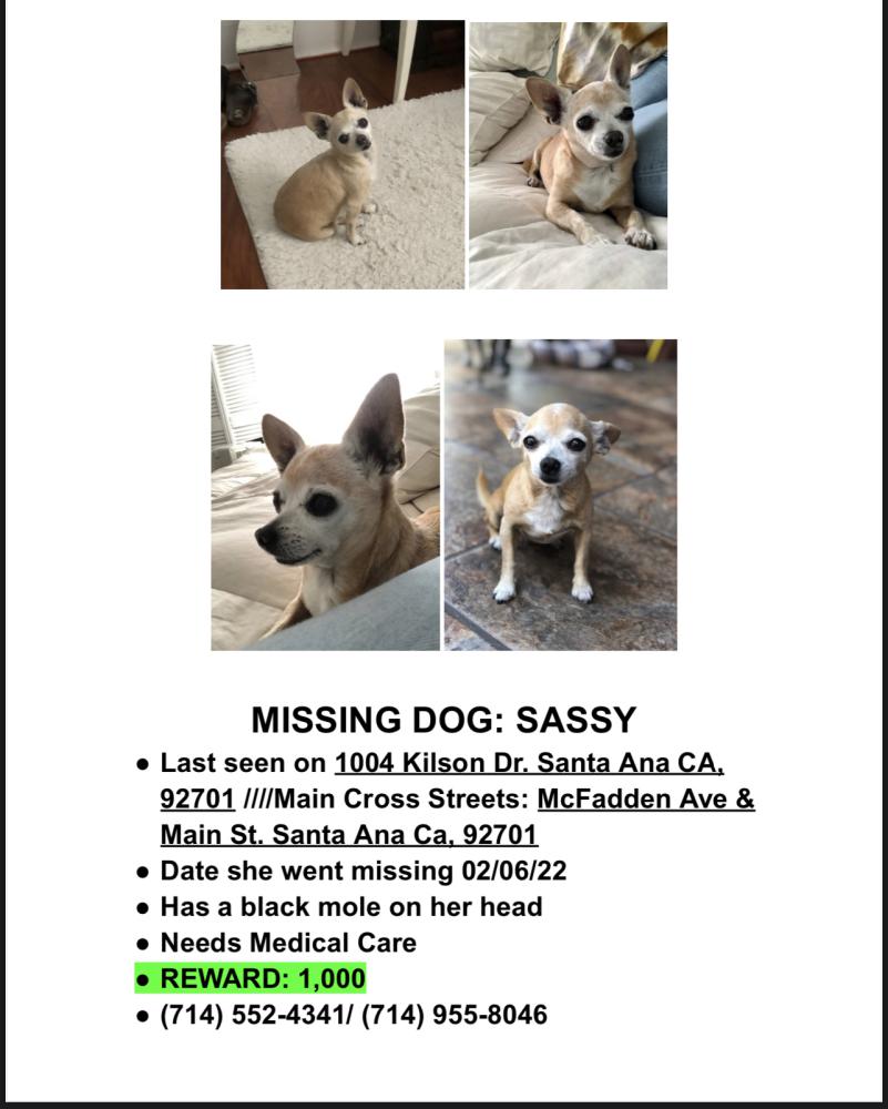 Image of Sassy L., Lost Dog