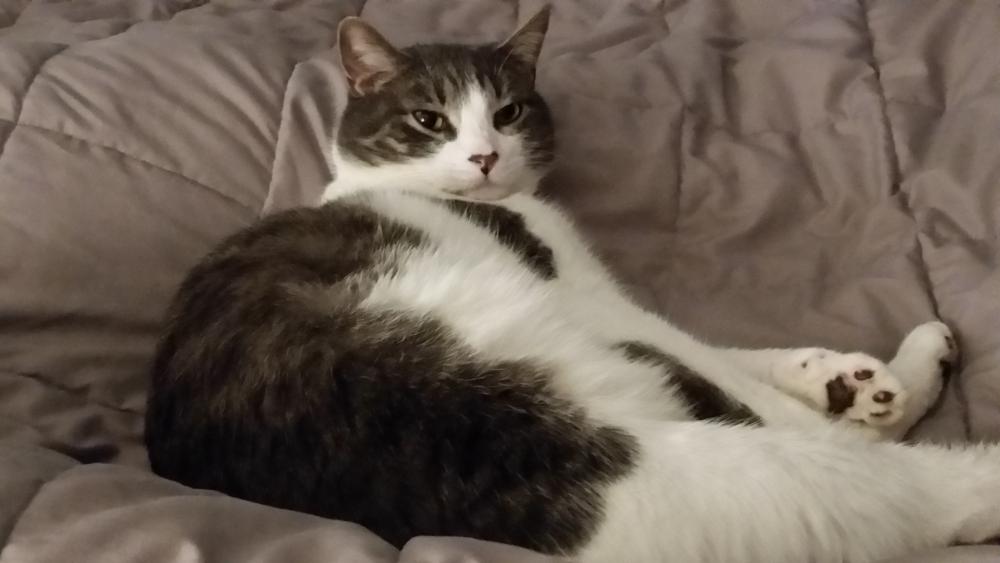 Image of Allister, Lost Cat