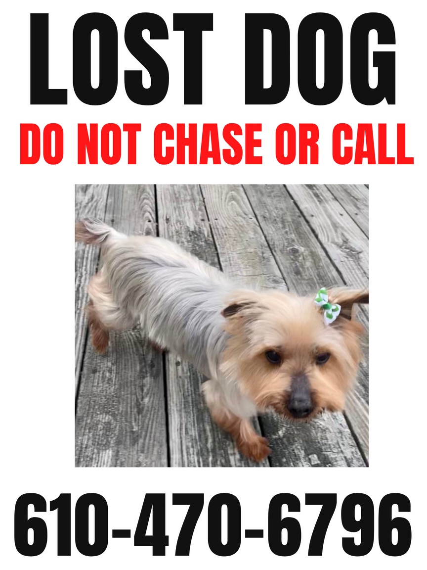 Image of Brooke, Lost Dog