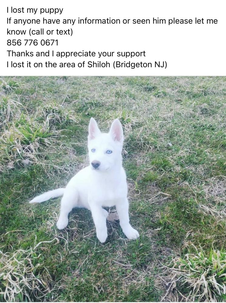 Image of Colmillo, Lost Dog