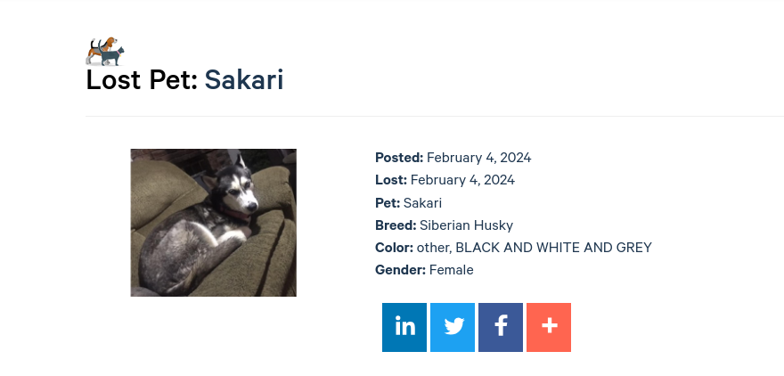 Image of sakari, Lost Dog