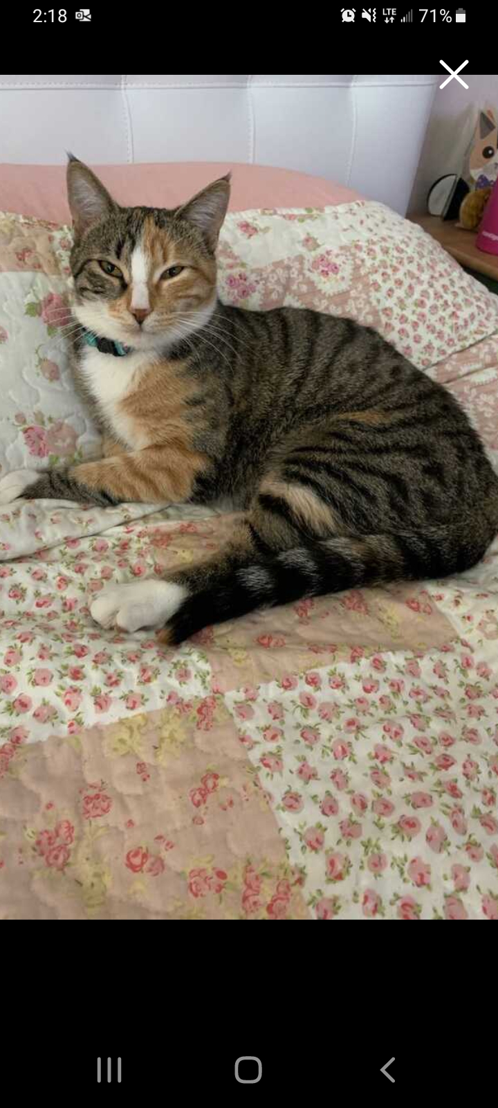 Image of Sansa, Lost Cat