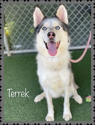 Image of Terrek, Lost Dog