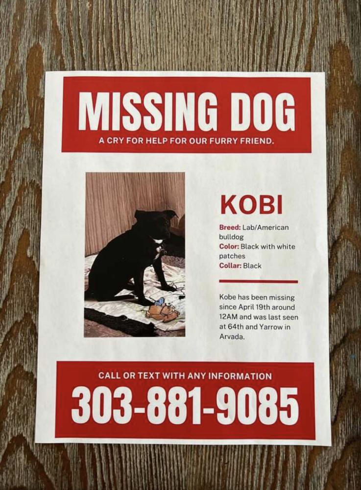 Image of Kobi, Lost Dog