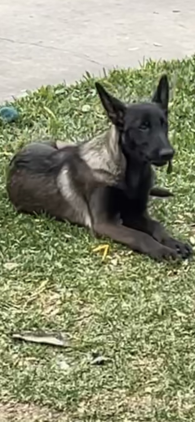Image of Canela, Lost Dog