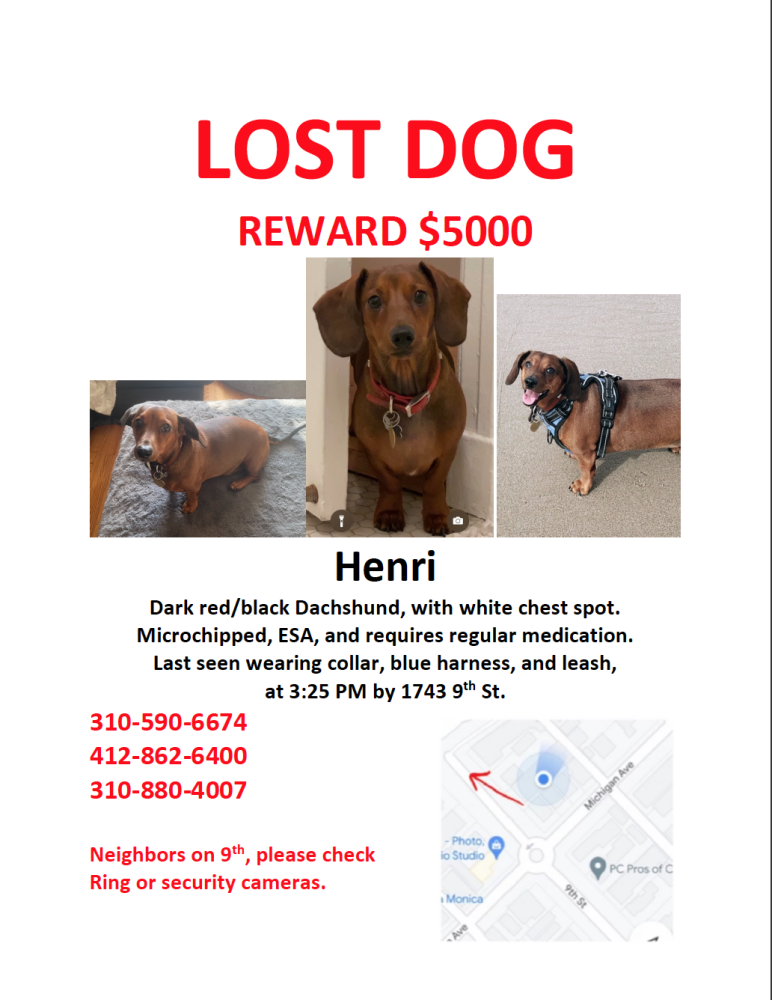 Image of Henri, Lost Dog