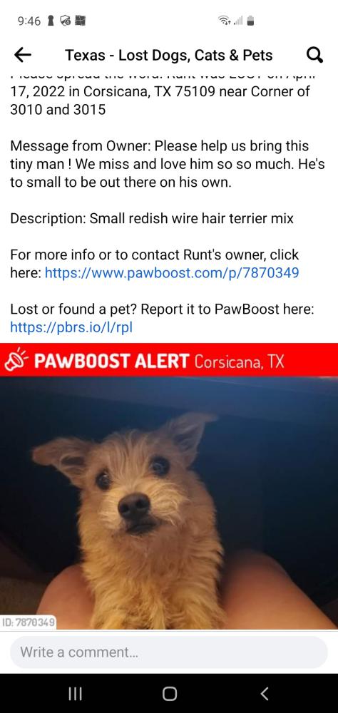 Image of RUNT, Lost Dog