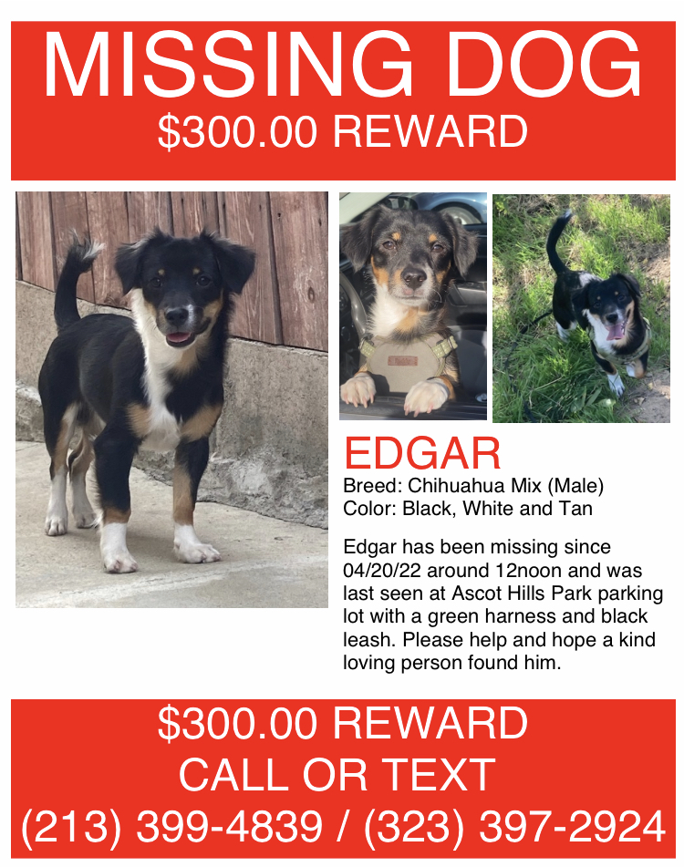 Image of Edgar, Lost Dog