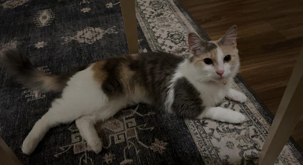 Image of Phoebe, Lost Cat