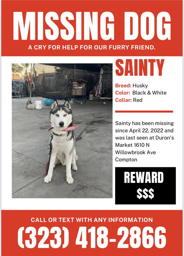 Image of Sainty, Lost Dog