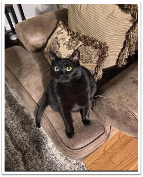 Image of COCO, Lost Cat