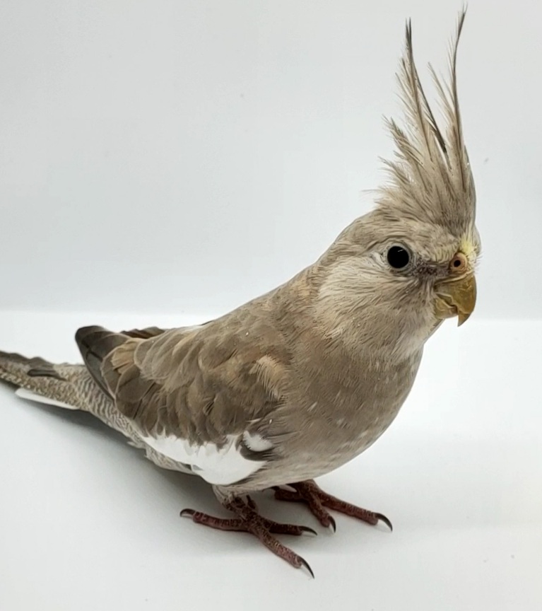 Image of Buddy, Lost Bird
