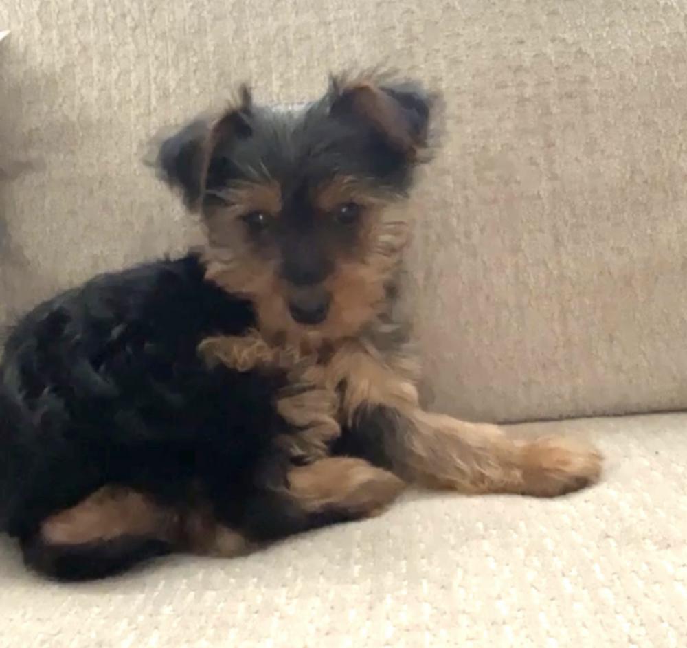 Image of Missing Yorkie pup, Lost Dog
