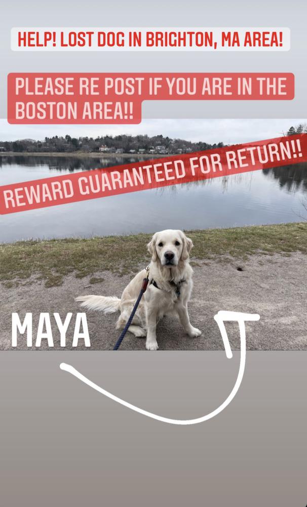 Image of Maya, Lost Dog