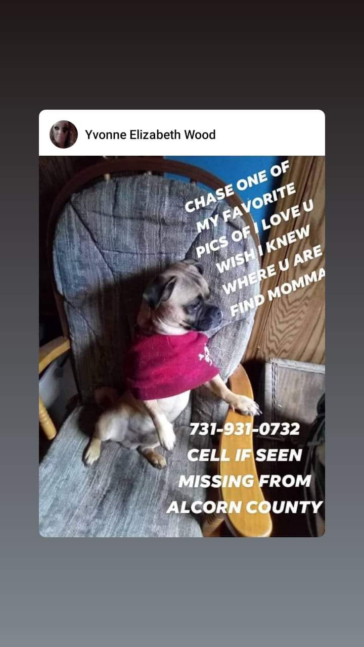 Image of Chase, Lost Dog