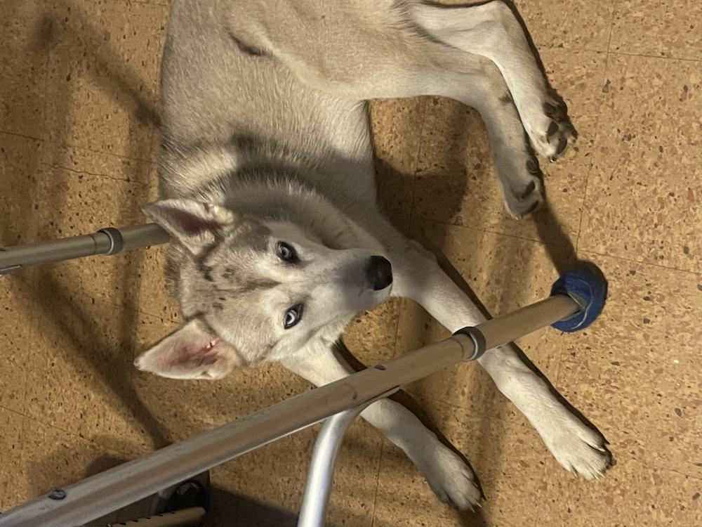 Image of Silver, Lost Dog