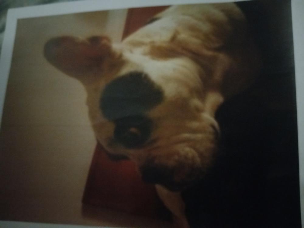 Image of Poloncho, Lost Dog