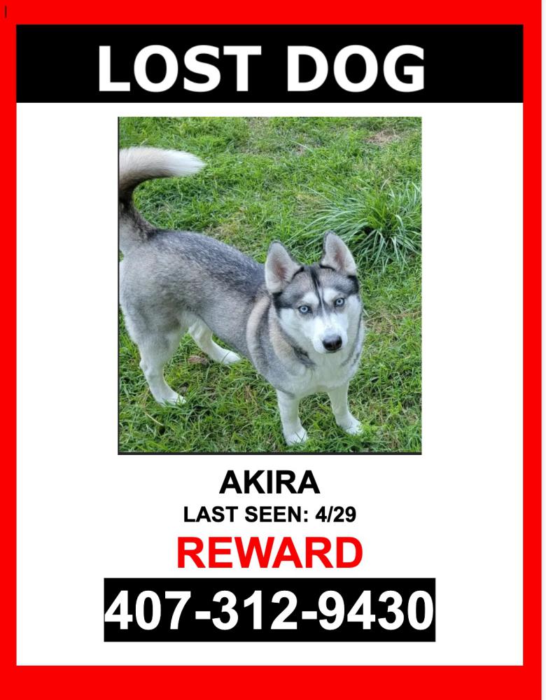 Image of Akira, Lost Dog